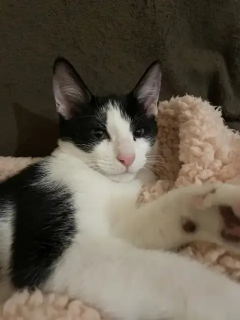 Rue =^.^= photo 5