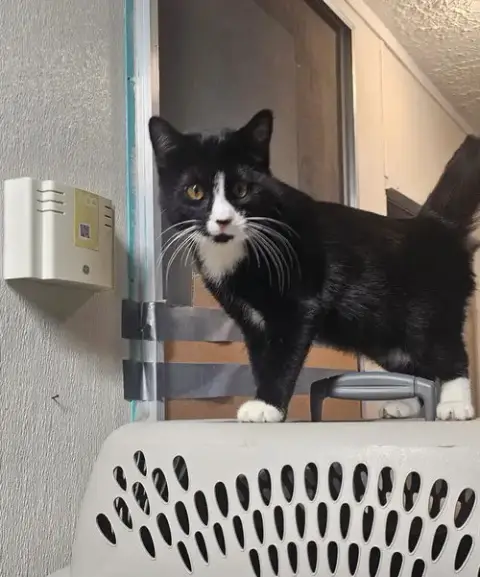 Tippy
