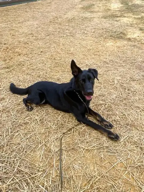 Sargeant photo 5