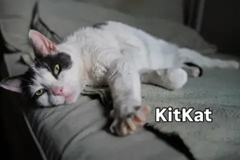 Kitkat