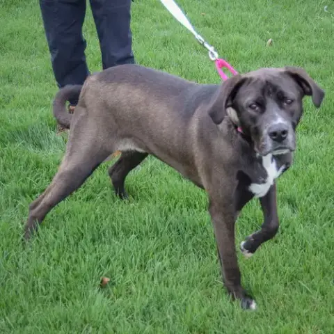 Dash photo 4