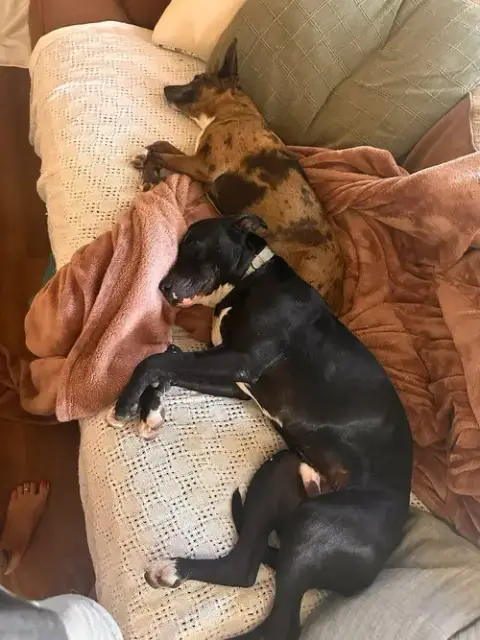 Oliver- Best Pal photo 4