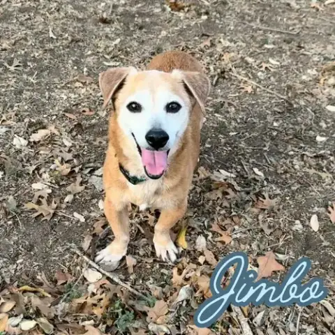 Jimbo photo 2