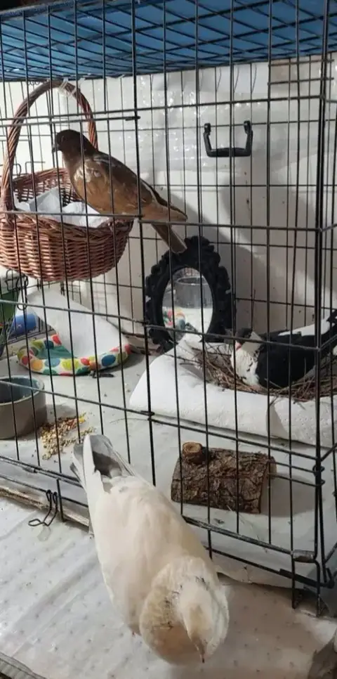 Cocoa W/ Oreo photo 2