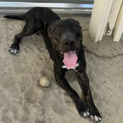 Gemma