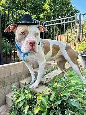 Ziggy photo 3