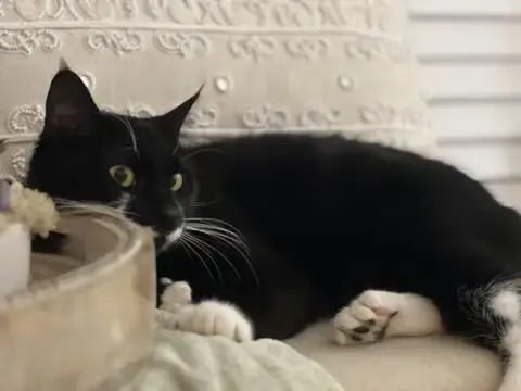 Mittens