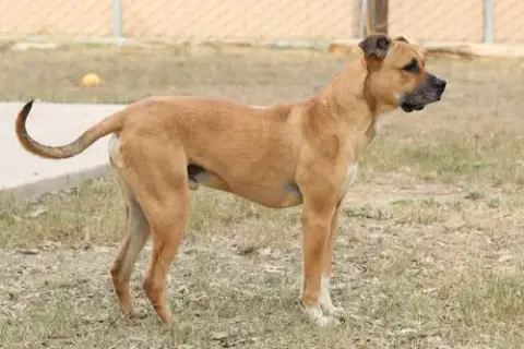 Scooby photo 2