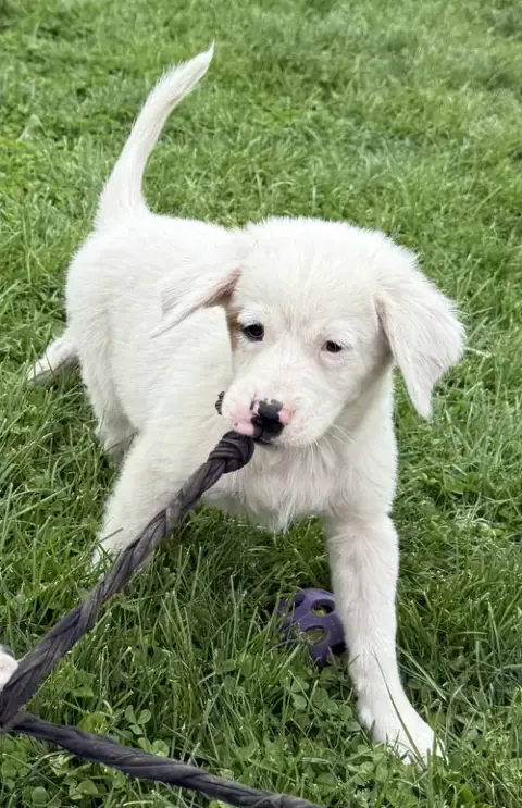 Tory'S Puppies Girls & Boys photo 3