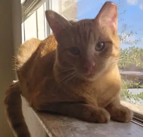 Sweet Peach #Bonded-To-Frankie photo 5
