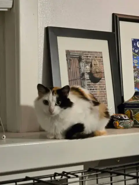 Cinnamon