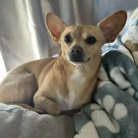 Simon