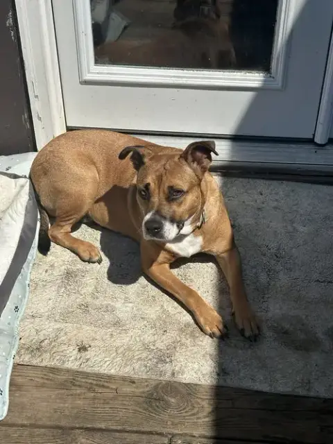Harper