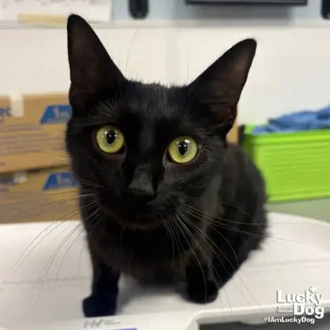Onyx