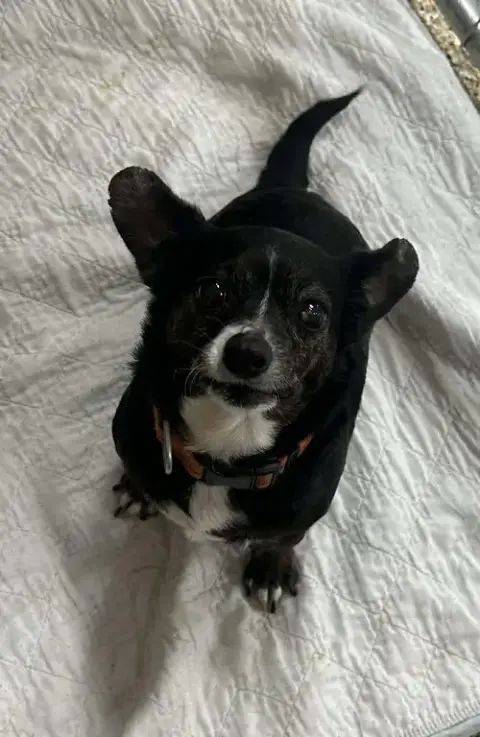 Jasmine photo 3