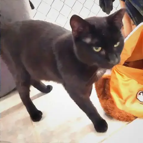 Captain Fuzpaws photo 3