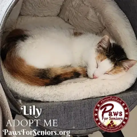 Lily photo 2