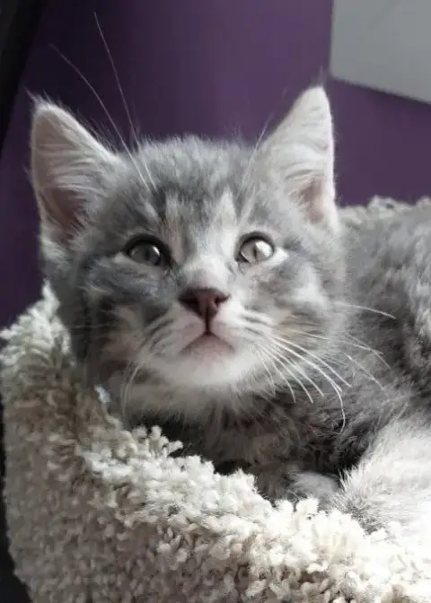 Lovebug * In Foster * photo 2