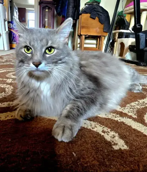 Zz "Smokey" Courtesy Listing photo 2