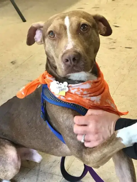 Bambam *Adopt Or Foster* photo 5