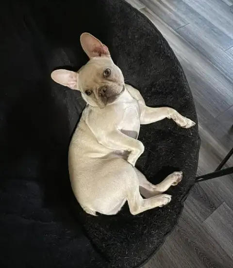 Roxy photo 3