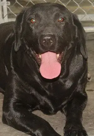 Sammy