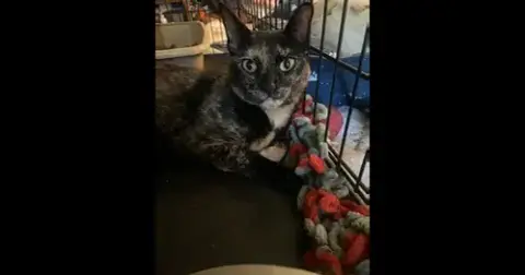 Fiona