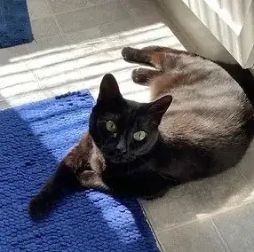 Zelda
