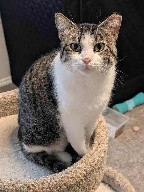 Tori