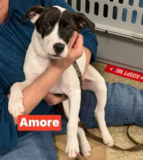 V Amore