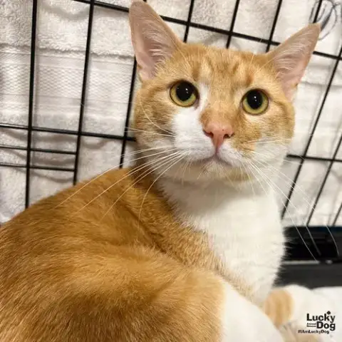 Marko