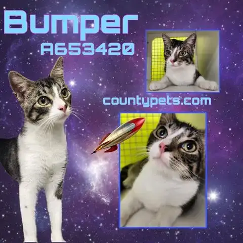 Bumper