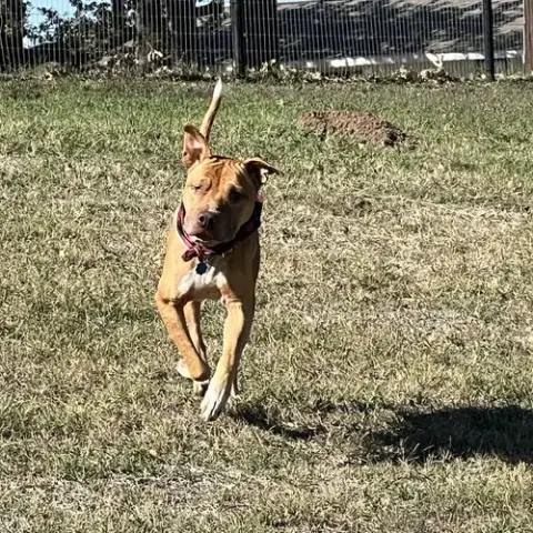 Rocco photo 2