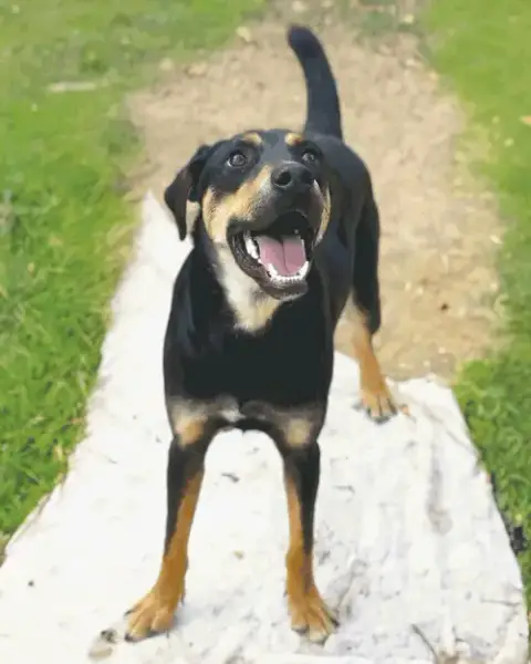 Koda photo 5