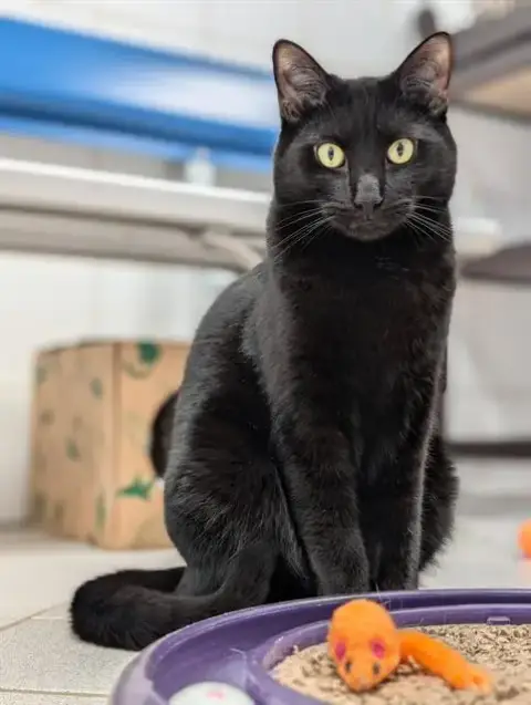 Maurice