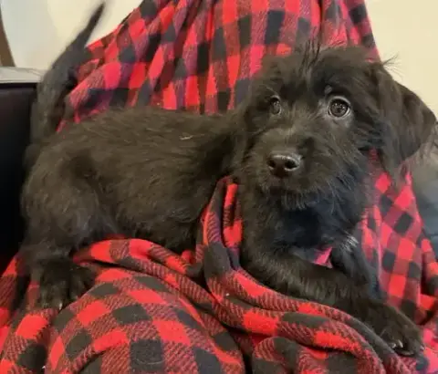 Koda