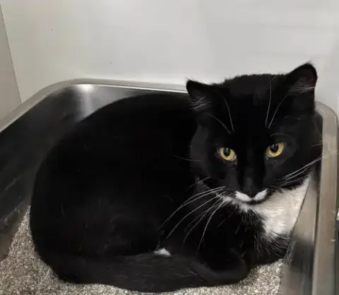 Domino