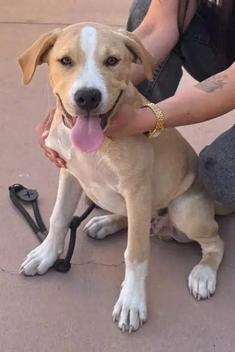 Oakley-Cp-Foster Or Adopt Me! photo 2