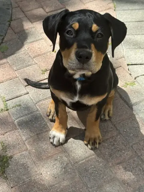 Scout photo 3