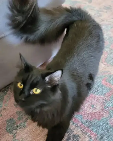 Pierre