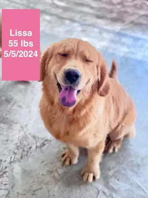 Lissa photo 2
