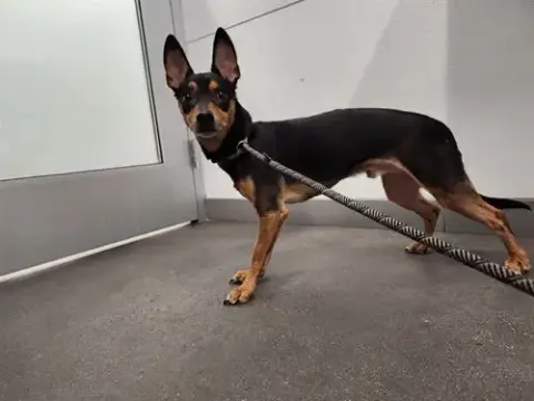 Rocket