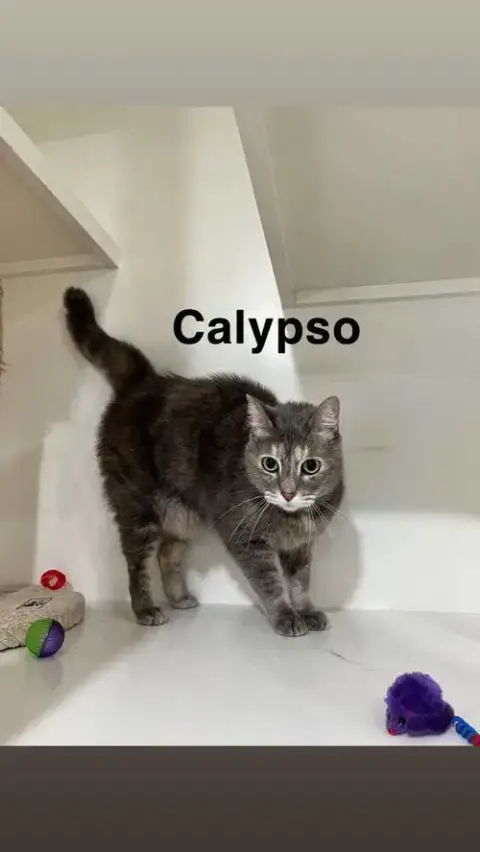 Calypso photo 3