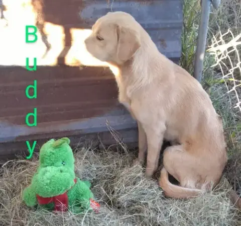 Buddy photo 5