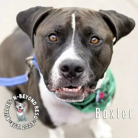 Baxter photo 3