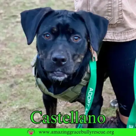 Castellano photo 3
