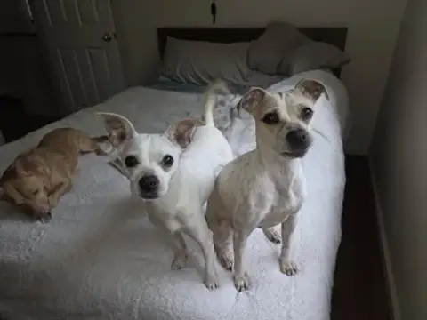 Lily And Vanilla Bean photo 2