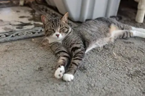 Tiger photo 3