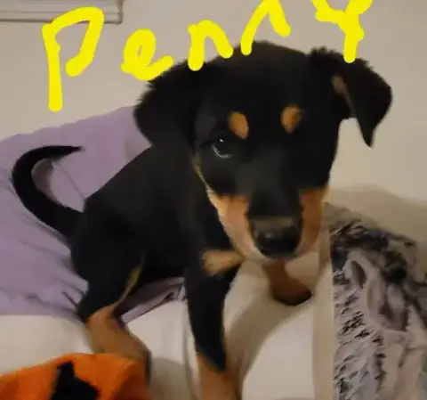 Penny photo 3