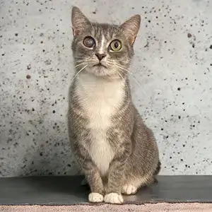 Tula